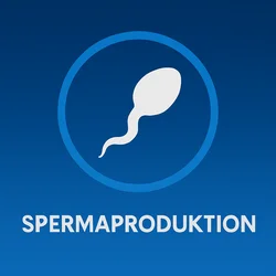Spermaproduktion